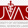 University Of Veterinary And Animal Sciences